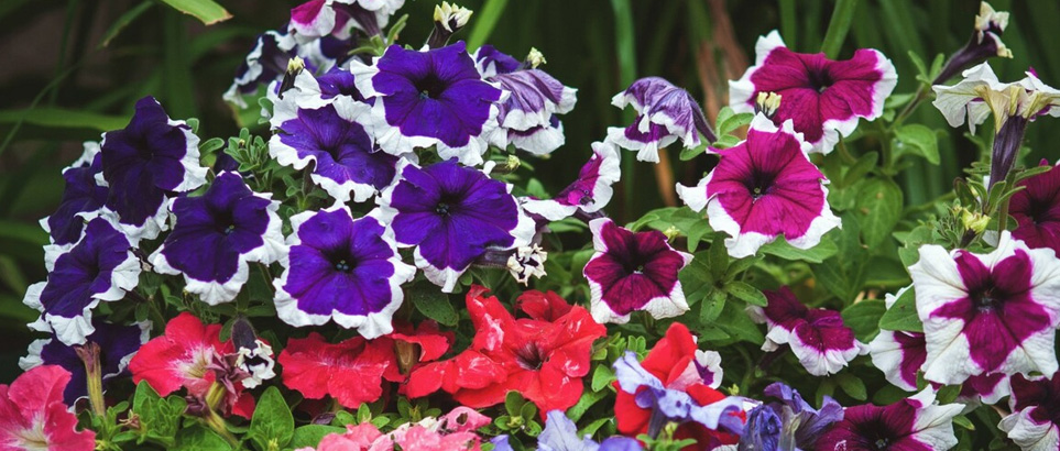 Petunias y Surfinias Petunias y Surfinias